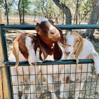 Goats from imkarolguierfe