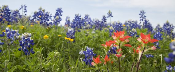 Texas Bluebonnets and Indian Paintbrush Wildflowers